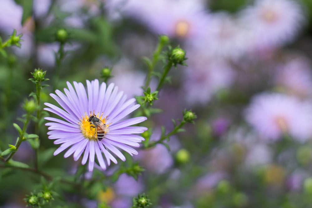One Surprising Way Pesticides Are Affecting Bees