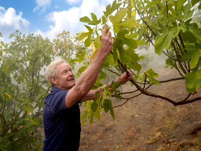 Where Our Figs Begin: A Story of Sun, Time, and Tradition