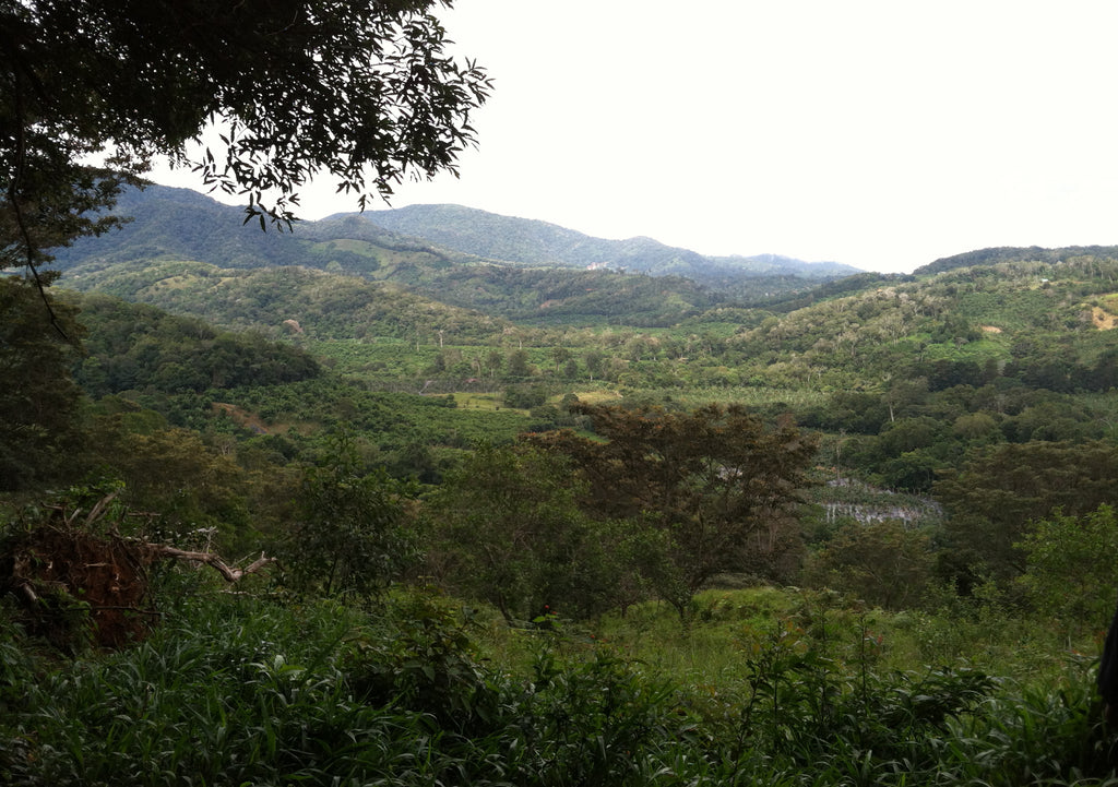 Where do Bananas come from? Made In Nature