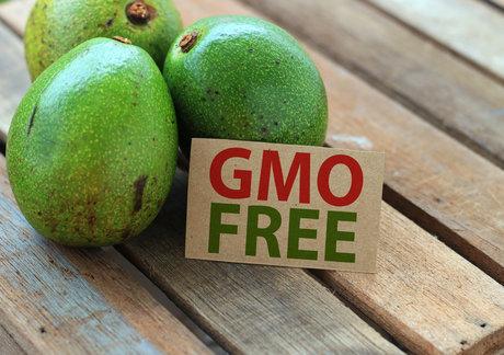 gmo free avocados