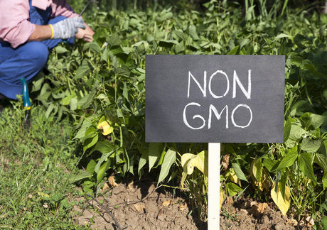How Bad are GMOs For Your Health? Here's the GMO Health Science – Made In  Nature