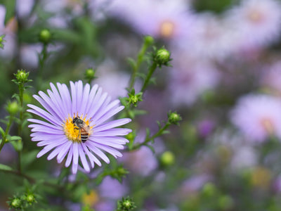 One Surprising Way Pesticides Are Affecting Bees