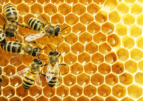 Why we should save the bees, especially the wild bees who need our