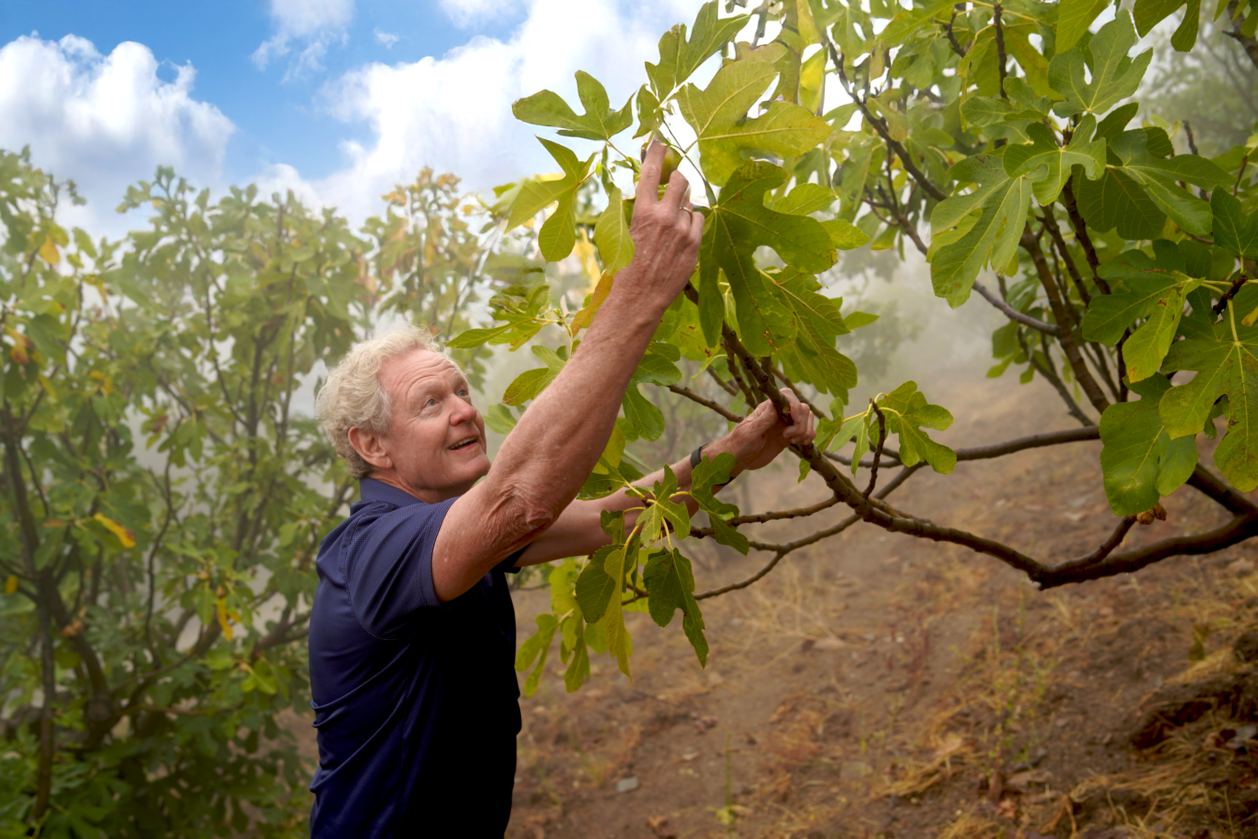 Man reaching out to touch a fig tree